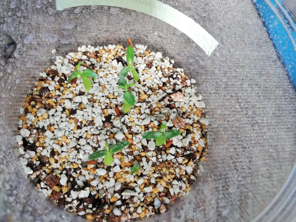 Pachypodium rosulatum var. gracilius (パキポディウム グラキリス)