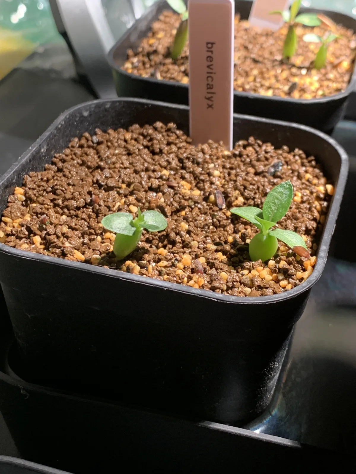 Pachypodium densiflorum var. brevicalyx (パキポディウム ブレビカリックス)