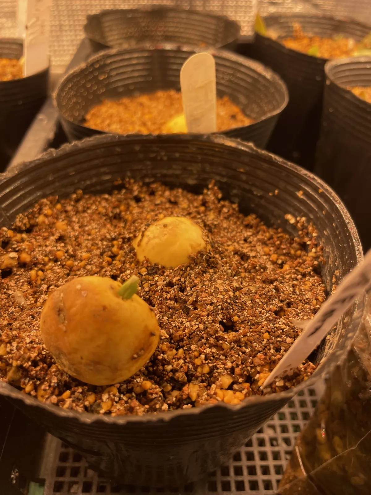 Cycas siamensis 'Dwarf Form' (サイカス サイアメンシスドワーフ)