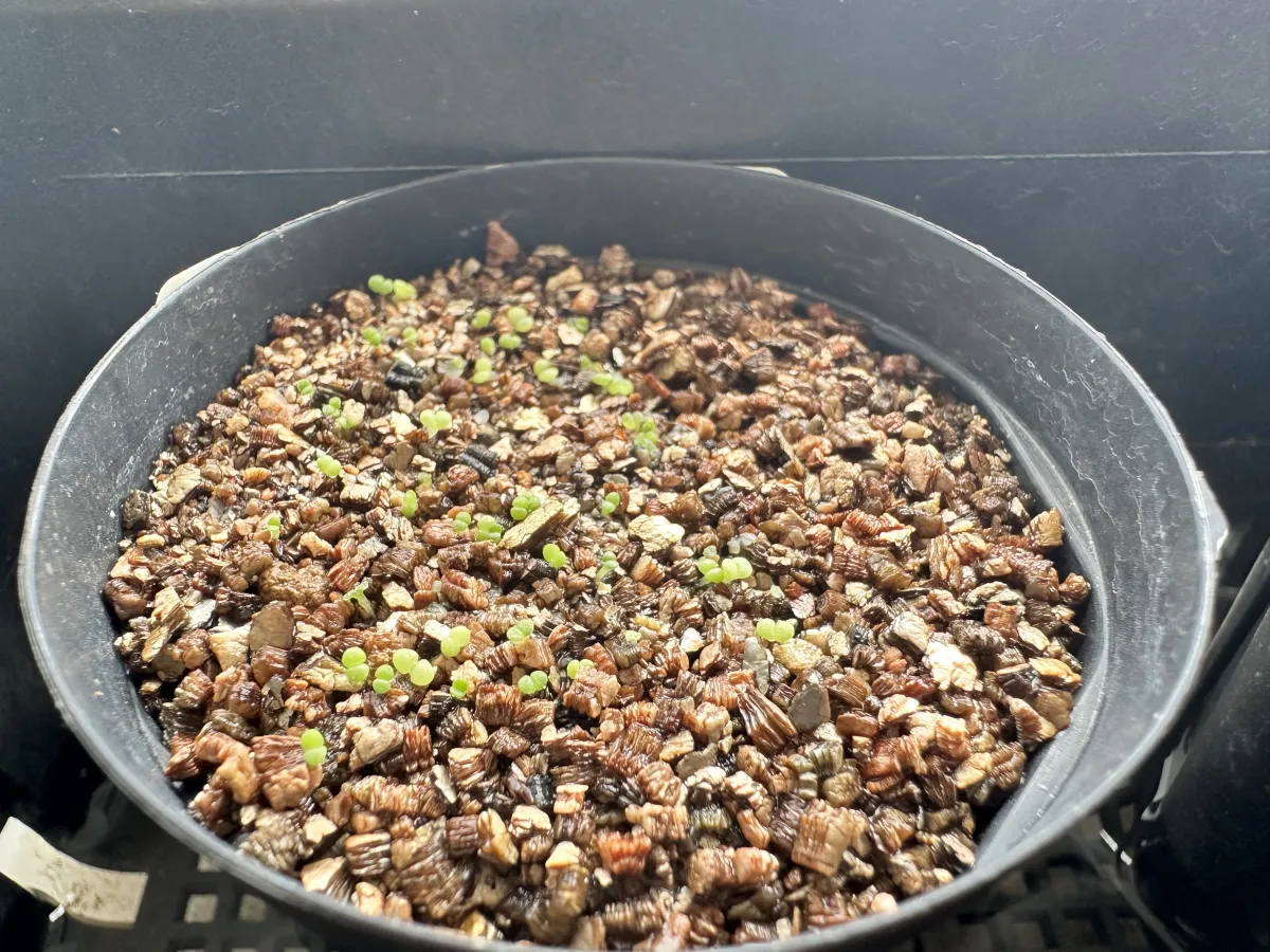 Dudleya acuminata (ダドレヤ アクミナータ)