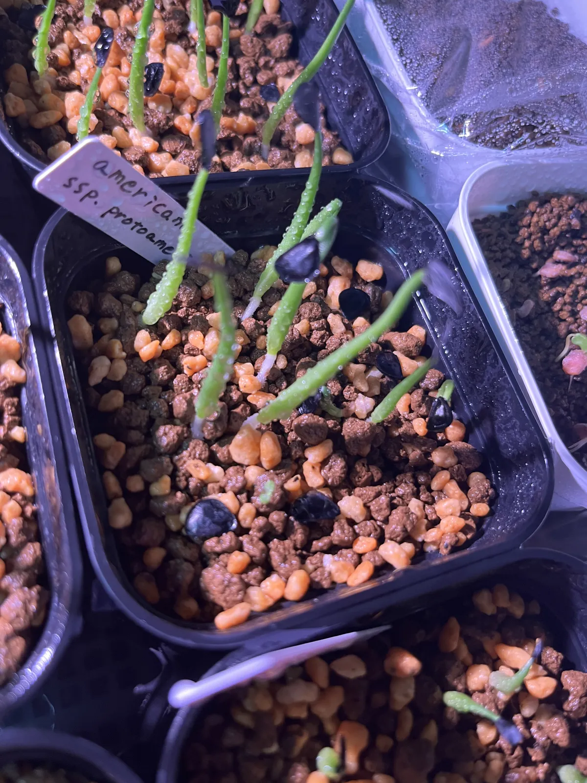 Agave americana ssp. protoamericana (アガベ プロトアメリカーナ)