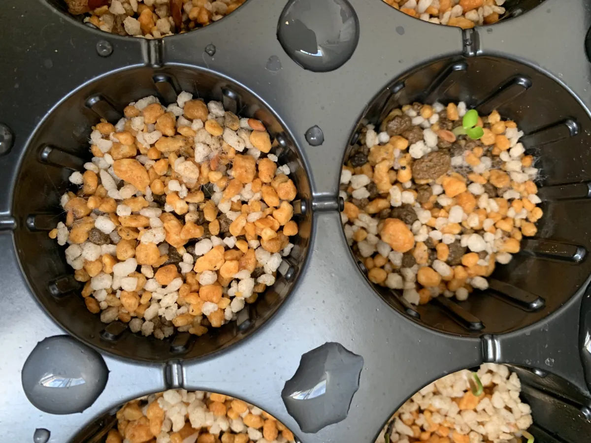 Pachypodium rosulatum var. eburneum (パキポディウム エブレネウム)