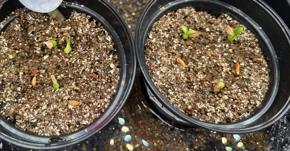 Pachypodium rosulatum var. gracilius (パキポディウム グラキリス)