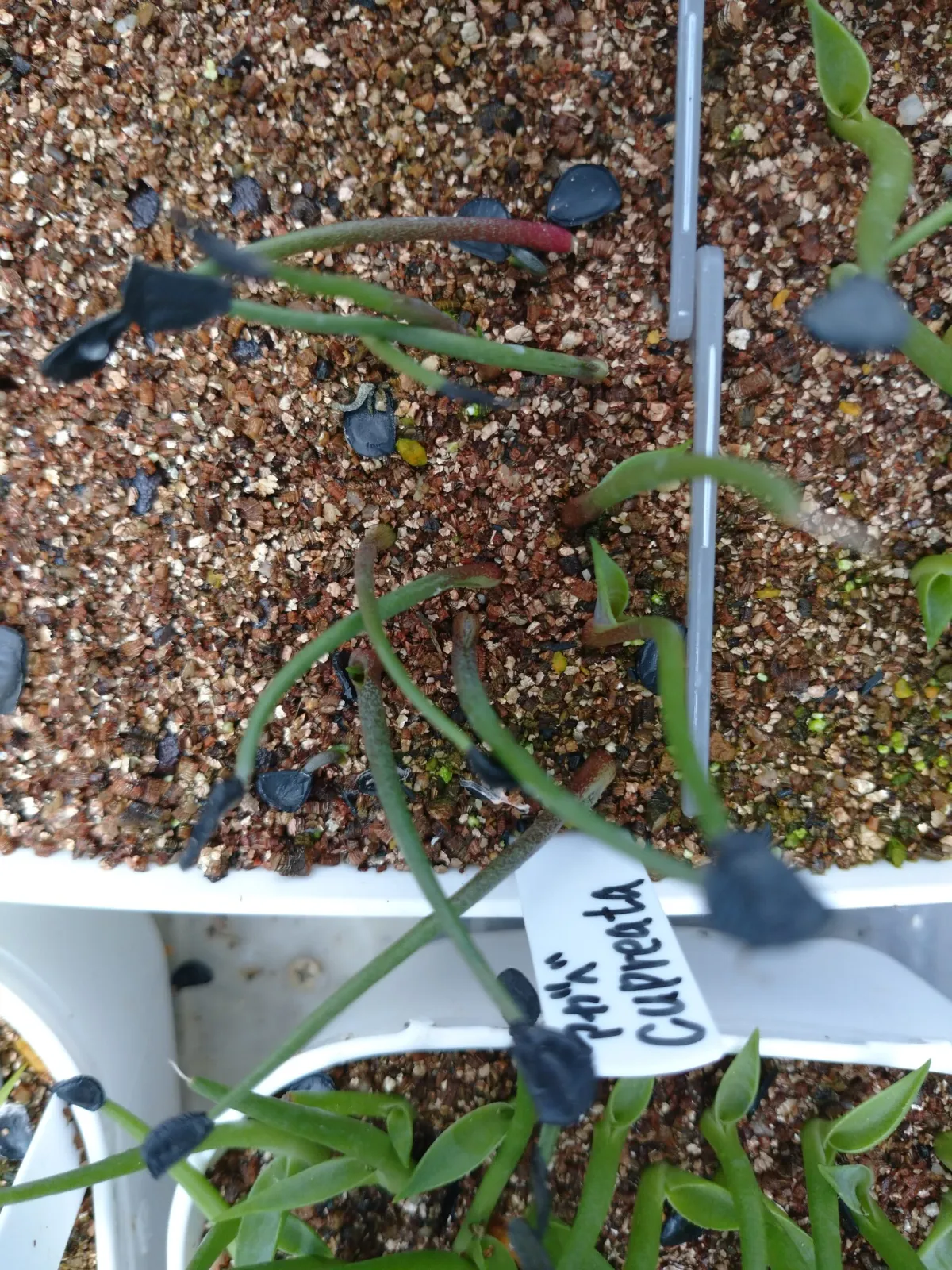 Agave cupreata (アガベ クプレアータ)