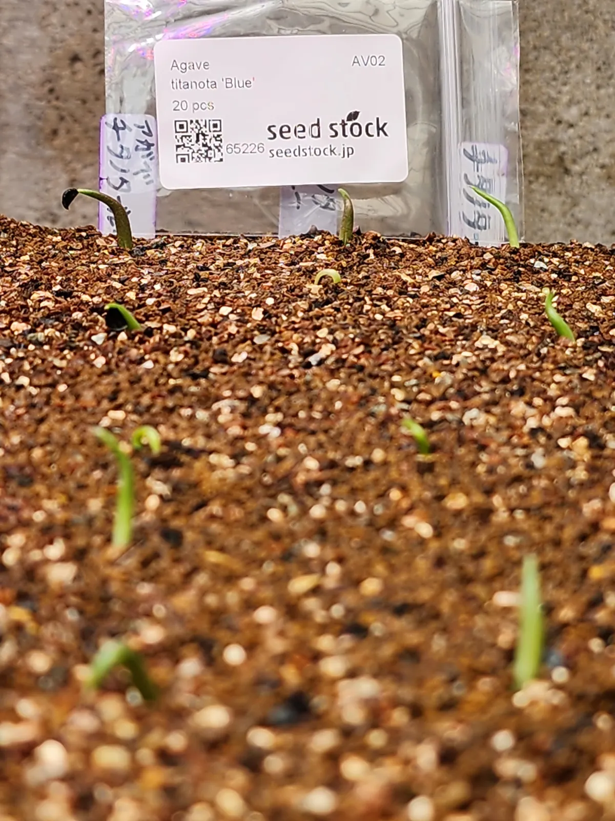 Agave titanota 'Blue' (アガベ チタノタブルー)