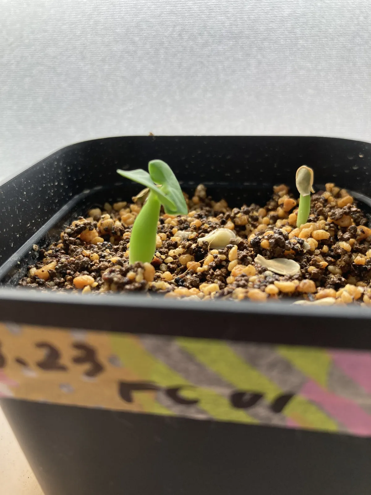 Fockea edulis (フォッケア 火星人)