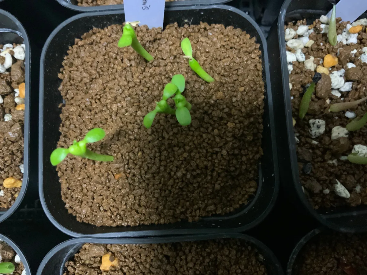 Euphorbia inermis var. huttonae (ユーフォルビア イネルミス 九頭竜)