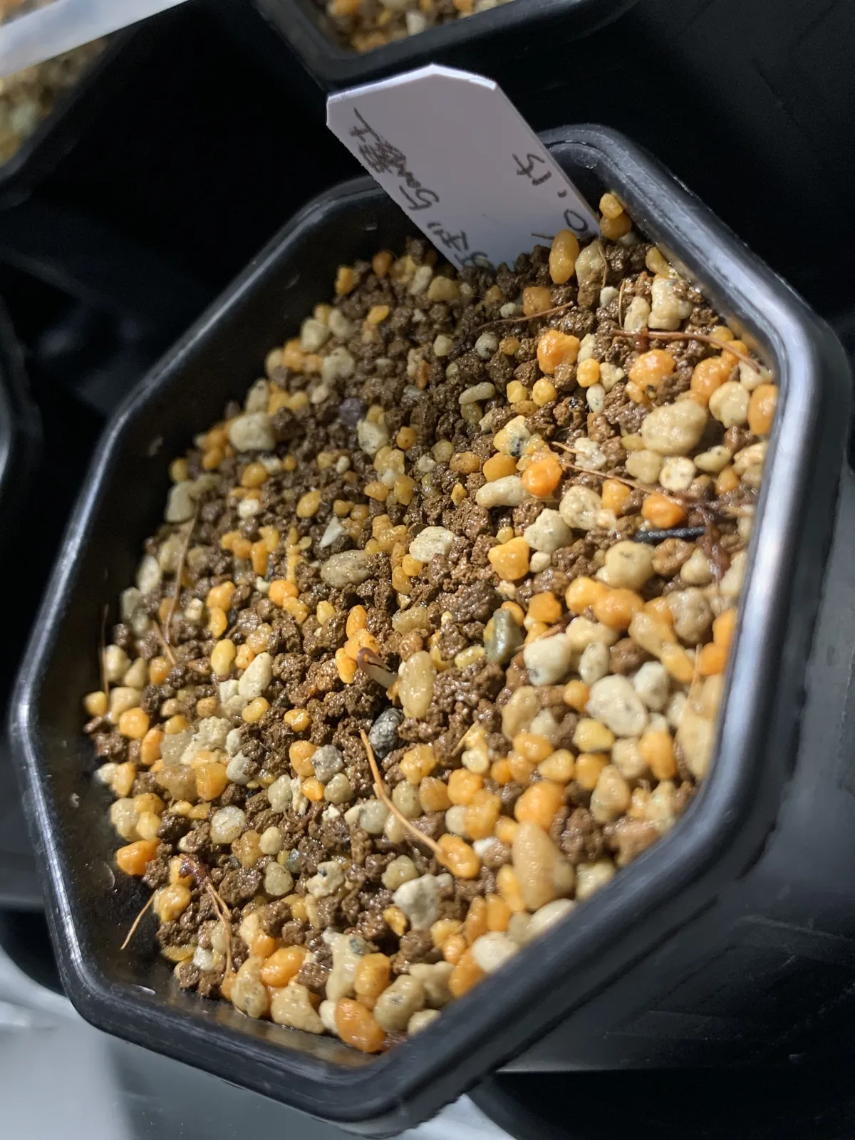 [チャレンジ種子] 亀甲竜 Dioscorea elephantipes ディオスコレア エレファンティペス 未発芽ロット