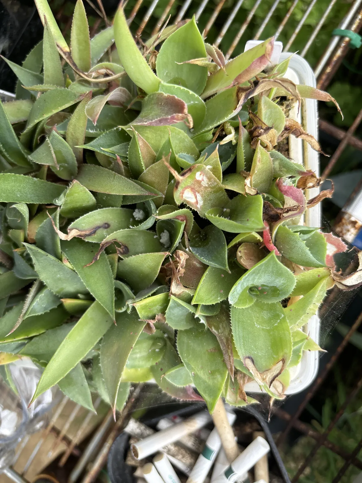 Agave seemanniana (アガベ ピグマエア)