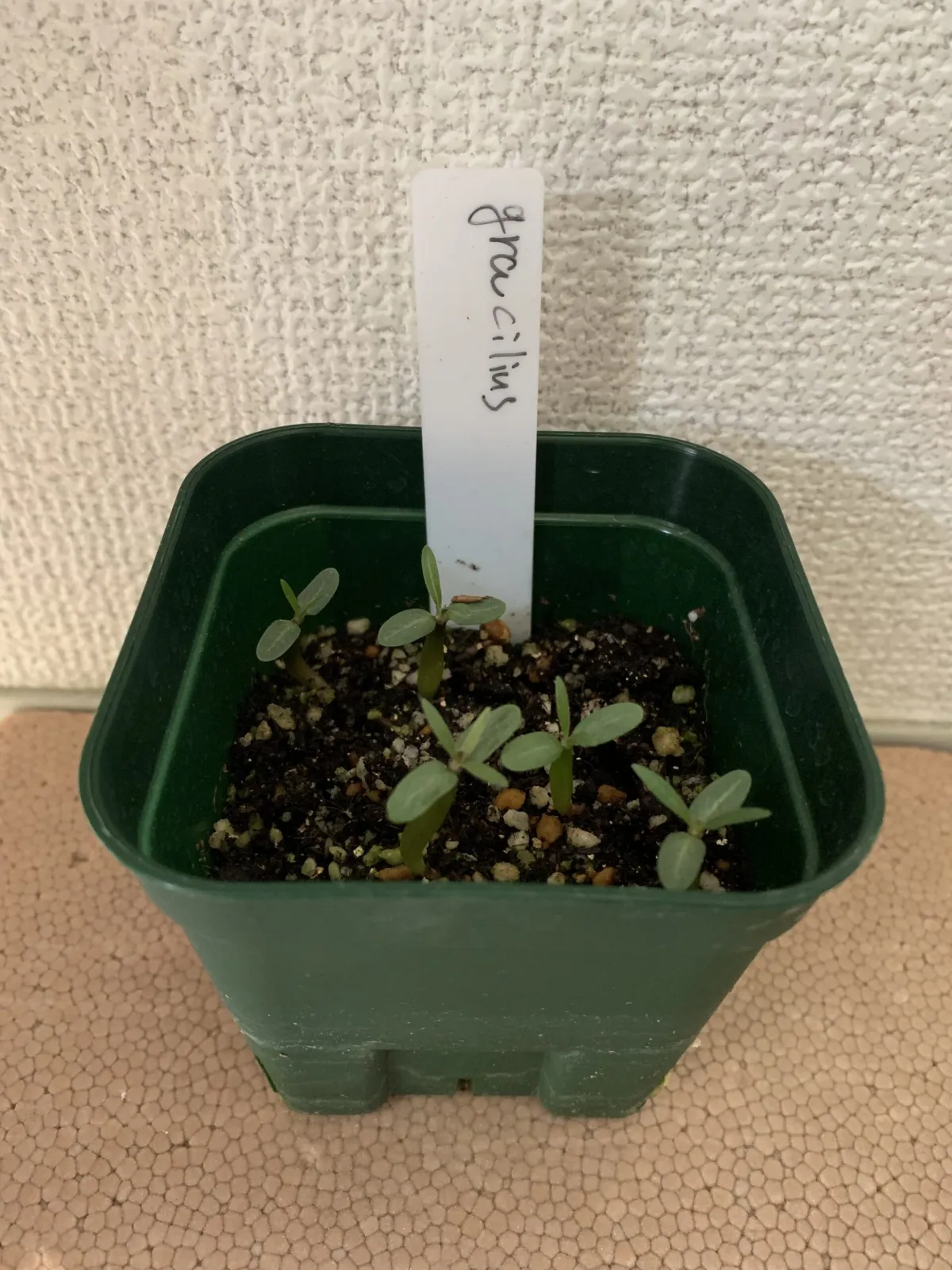 Pachypodium rosulatum var. gracilius