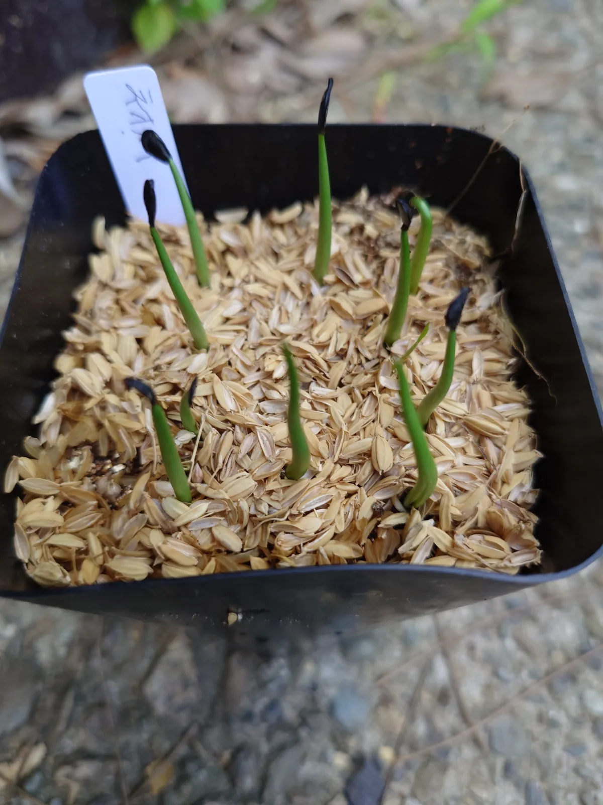 Agave parryi subsp. neomexicana (アガベ ネオメキシカーナ)