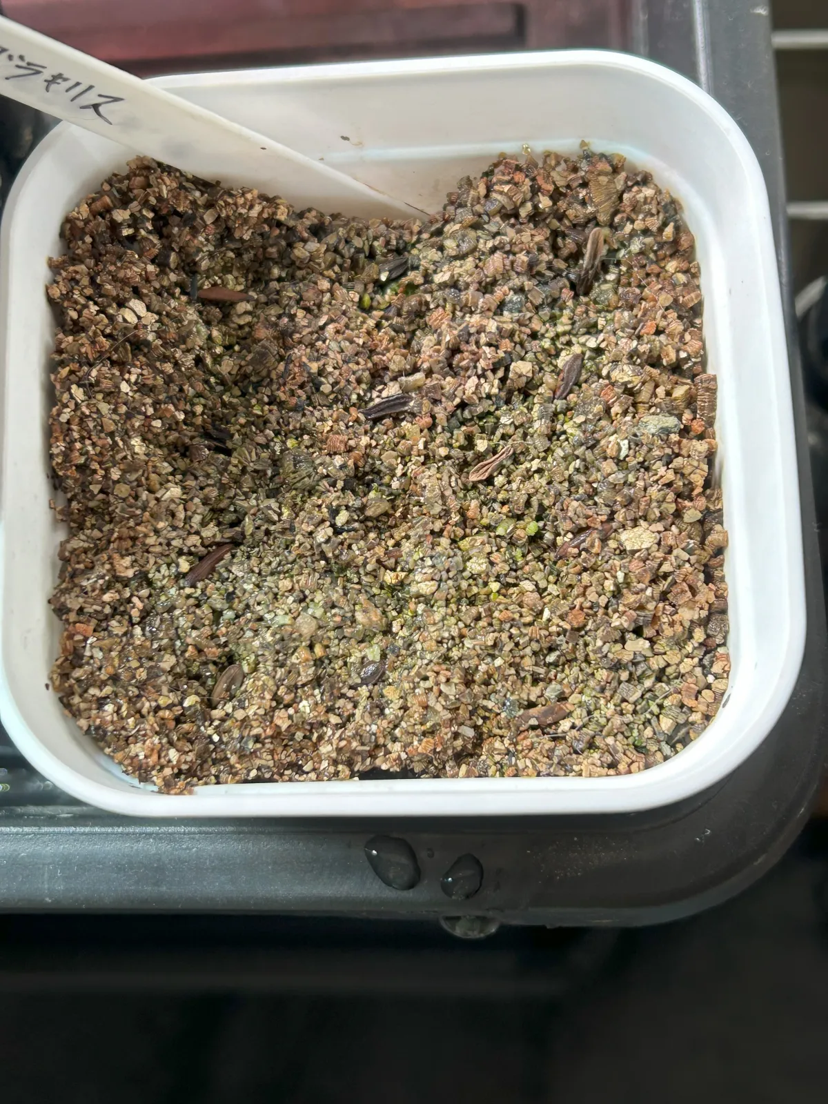 [無料種子] 発芽難 パキポディウム グラキリス　 Pachypodium rosulatum var. gracilius