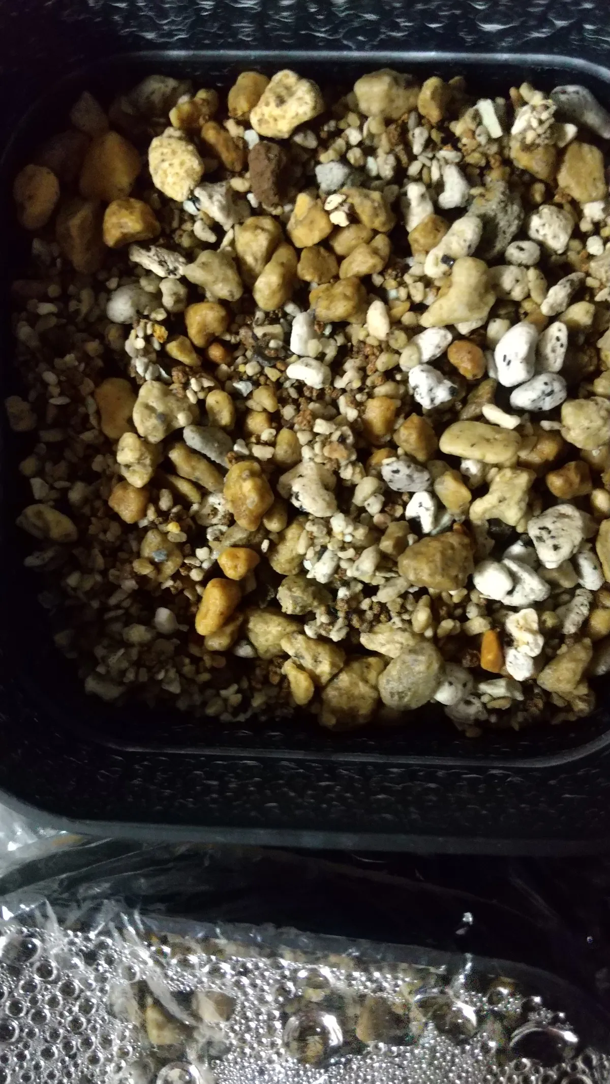 Euphorbia stellata (ユーフォルビア ステラータ 飛竜)