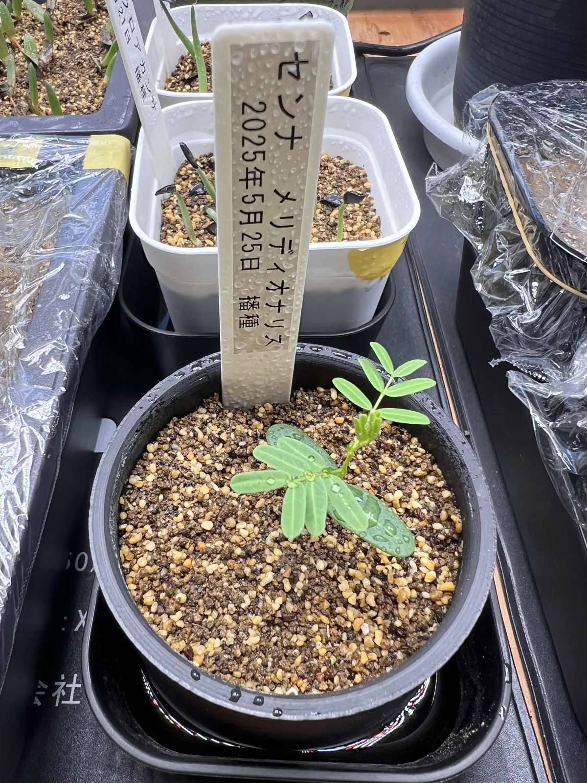 Senna meridionalis (センナ メリディオナリス)