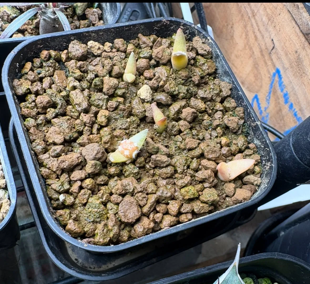 Tephrocactus geometricus (テフロカクタス ゲオメトリクス)