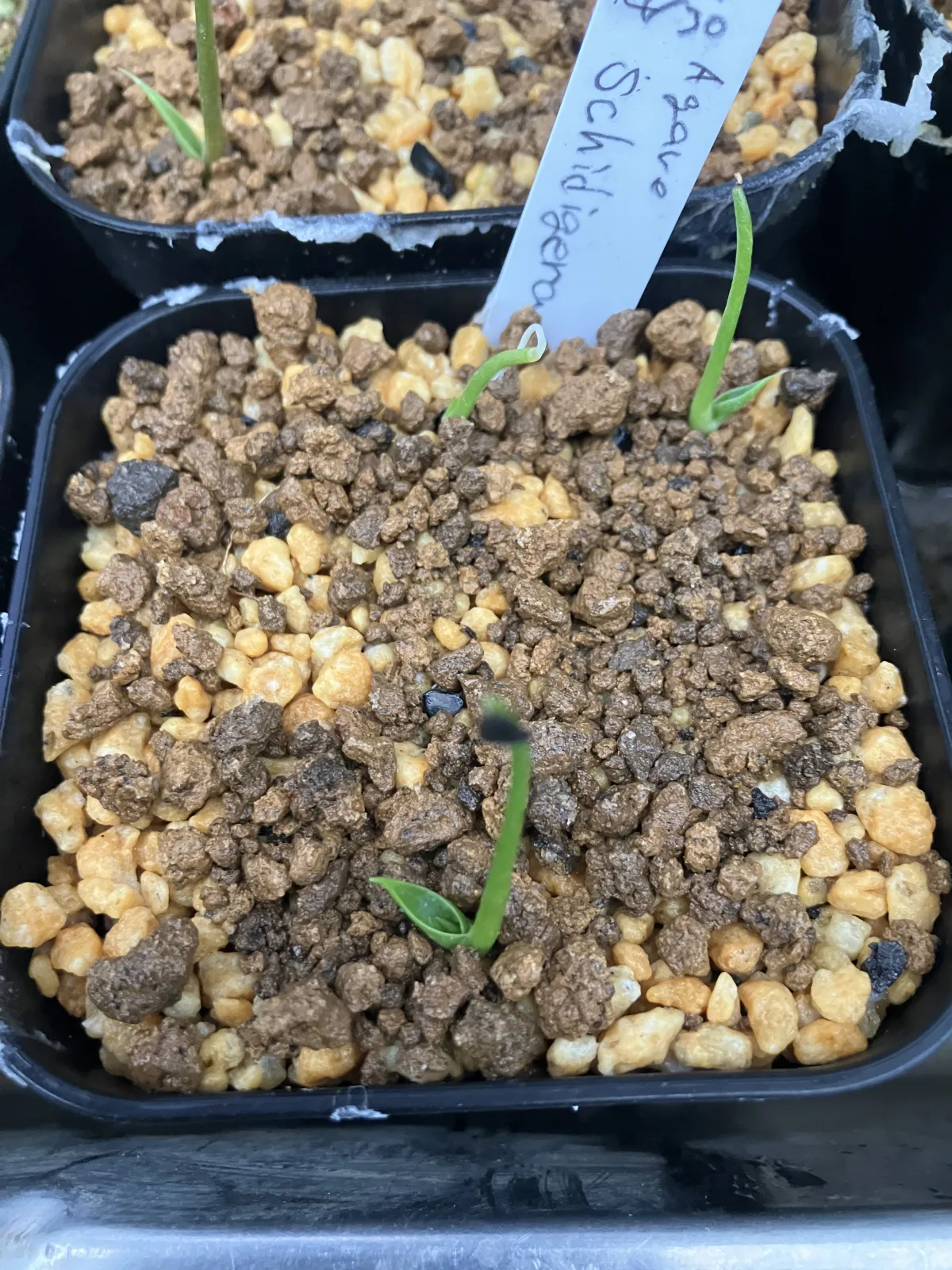 Agave schidigera (アガベ シジゲラ)