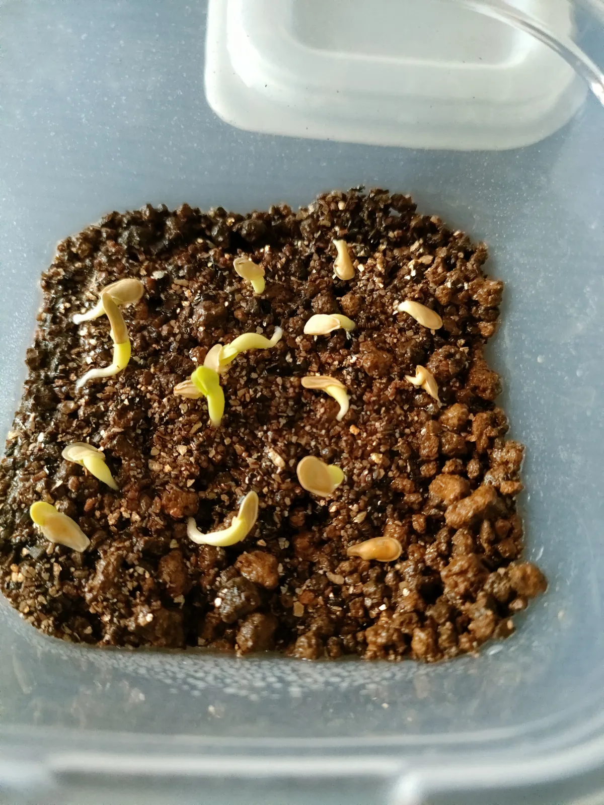 Fockea edulis (フォッケア 火星人)