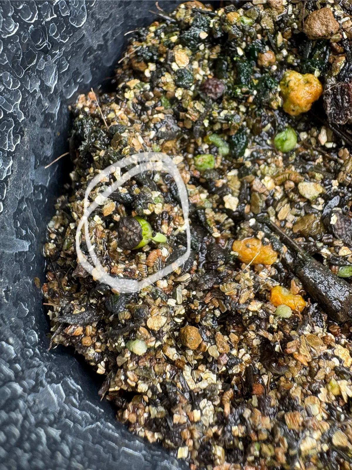 [発芽チャレンジ] アデニア オラボエンシス Adenia olaboensis 発芽難