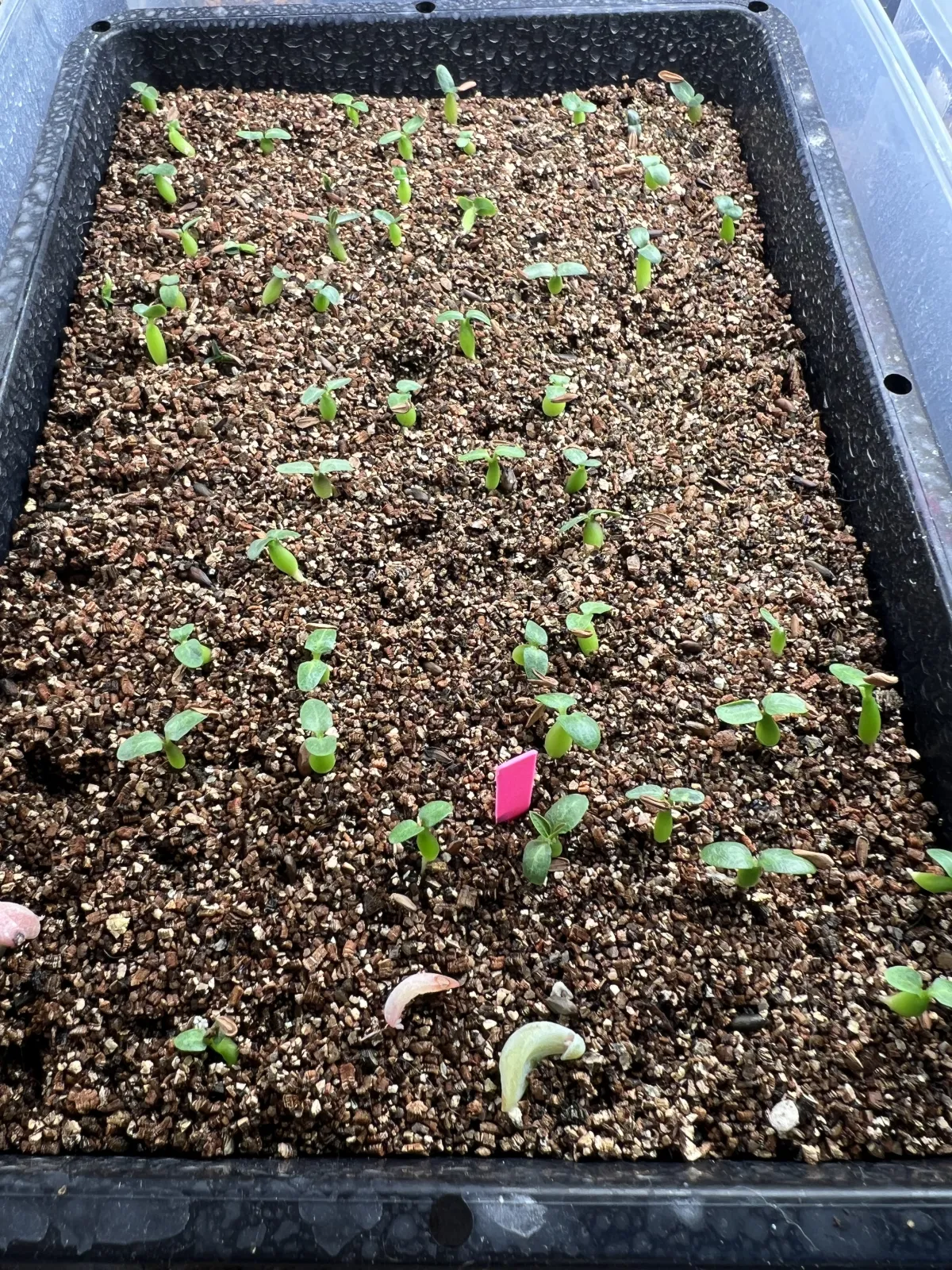 Pachypodium brevicaule subsp. leucoxanthum (パキポディウム レウコキサンツム)