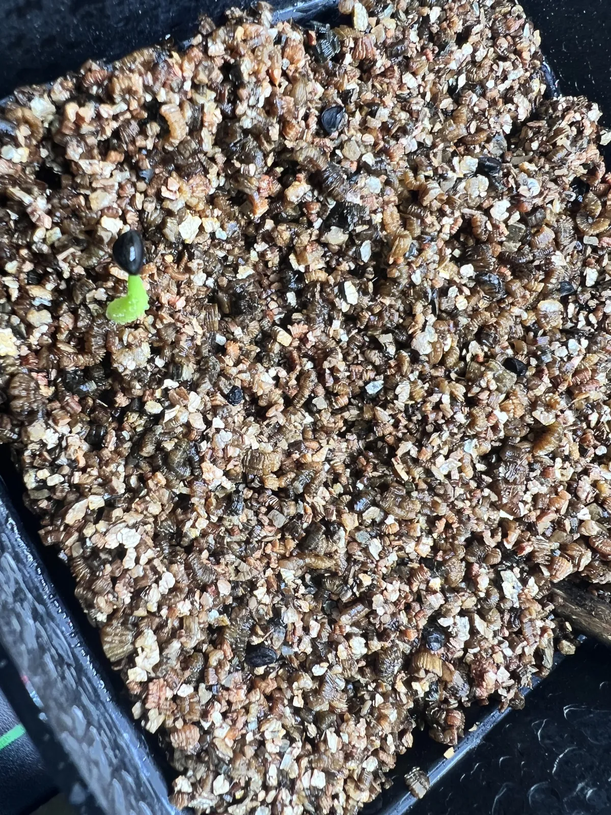 Agave victoriae-reginae Compacta (アガベ ビクトリアレジーナコンパクト)