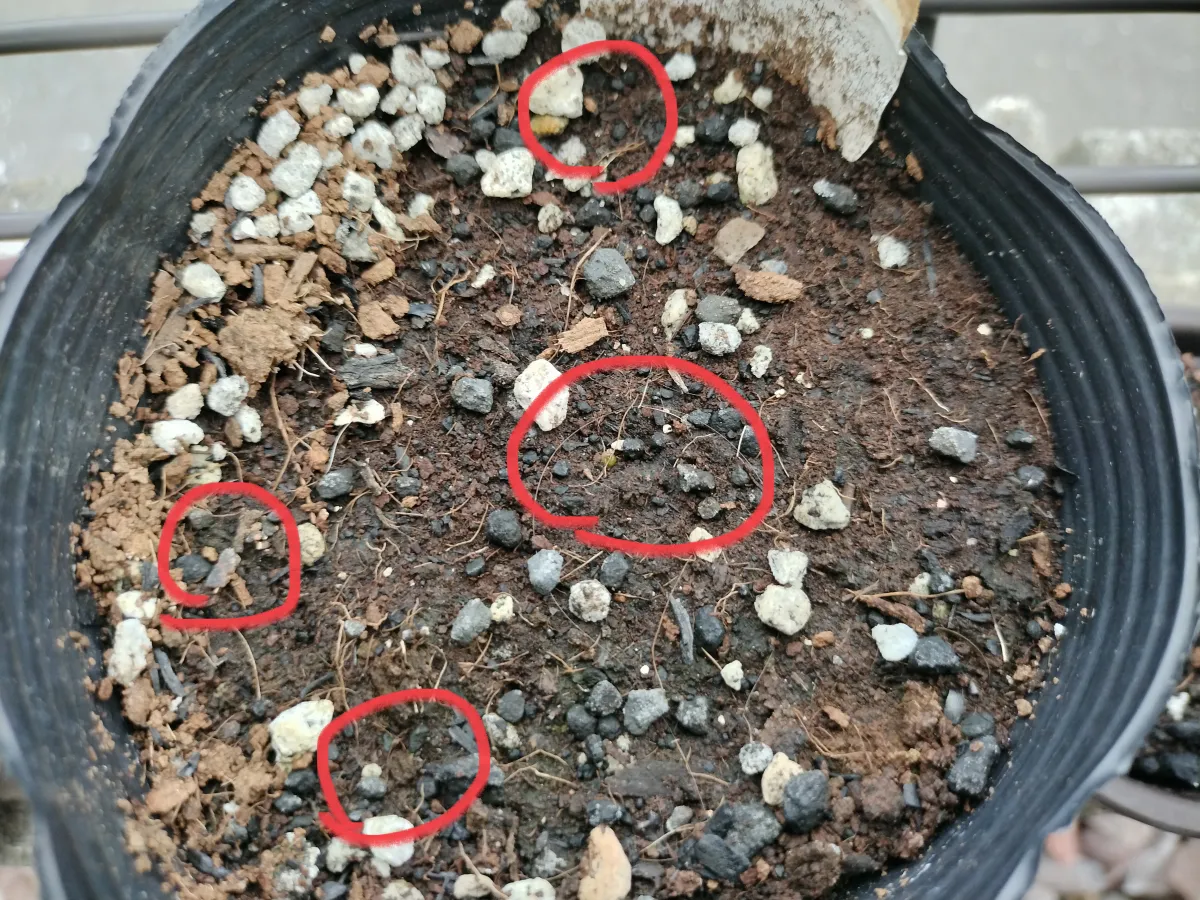 Ariocarpus fissuratus var. hintonii (アリオカルプス ヒントニー 亀甲牡丹)