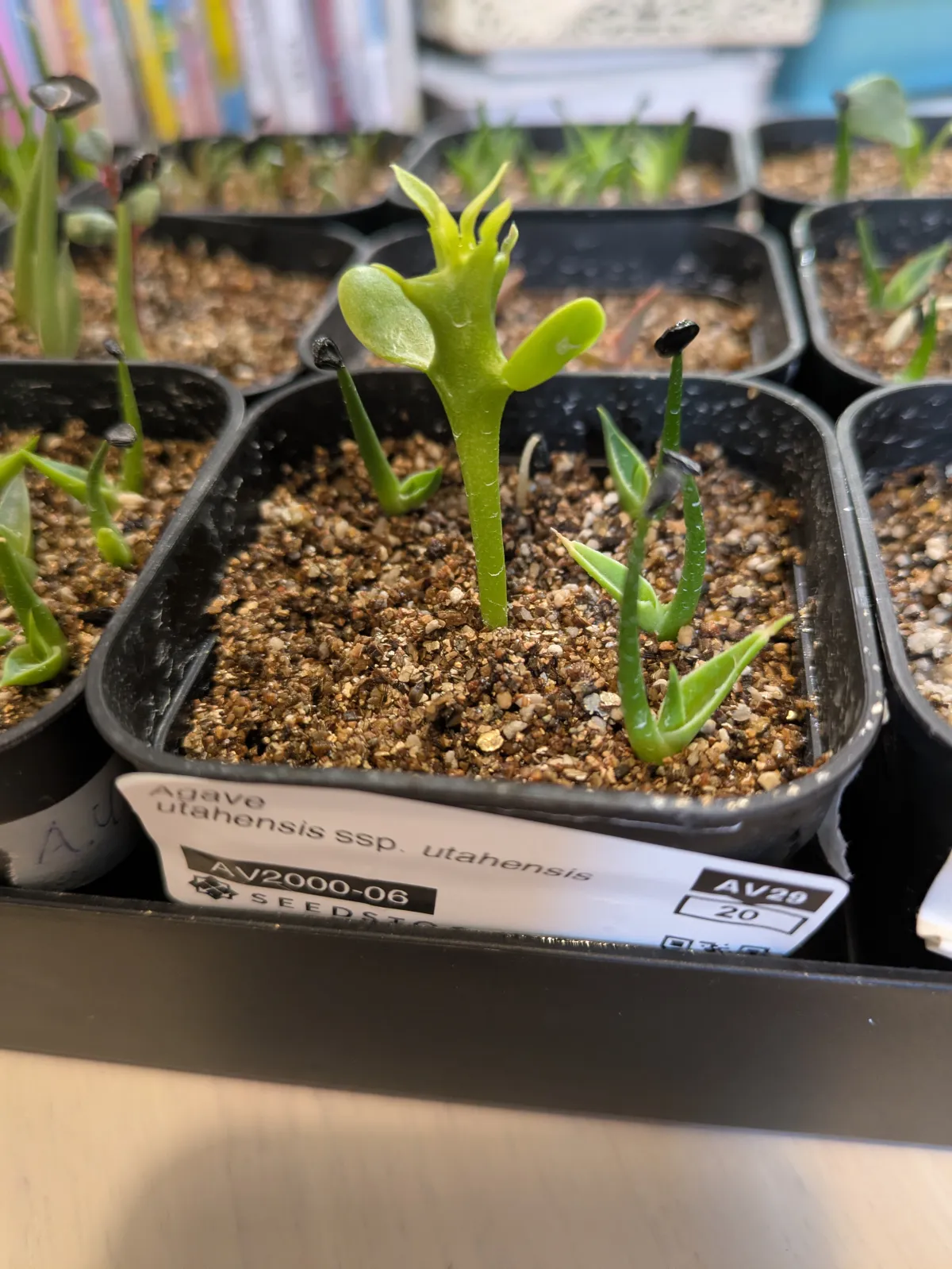 Agave utahensis ssp. utahensis (アガベ ユタエンシス)