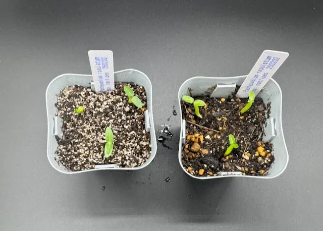 Pachypodium rosulatum ssp. cactipes (パキポディウム カクチペス)