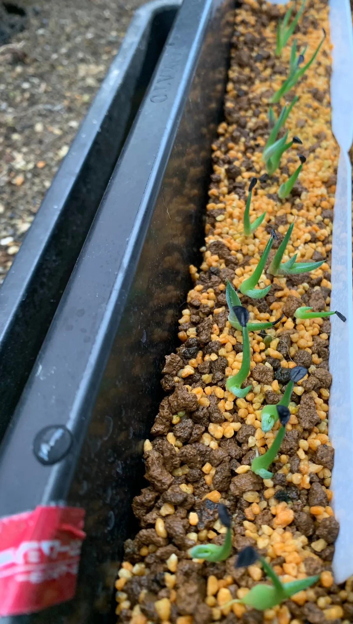 Agave horrida ssp. horrida (アガベ ホリダ)