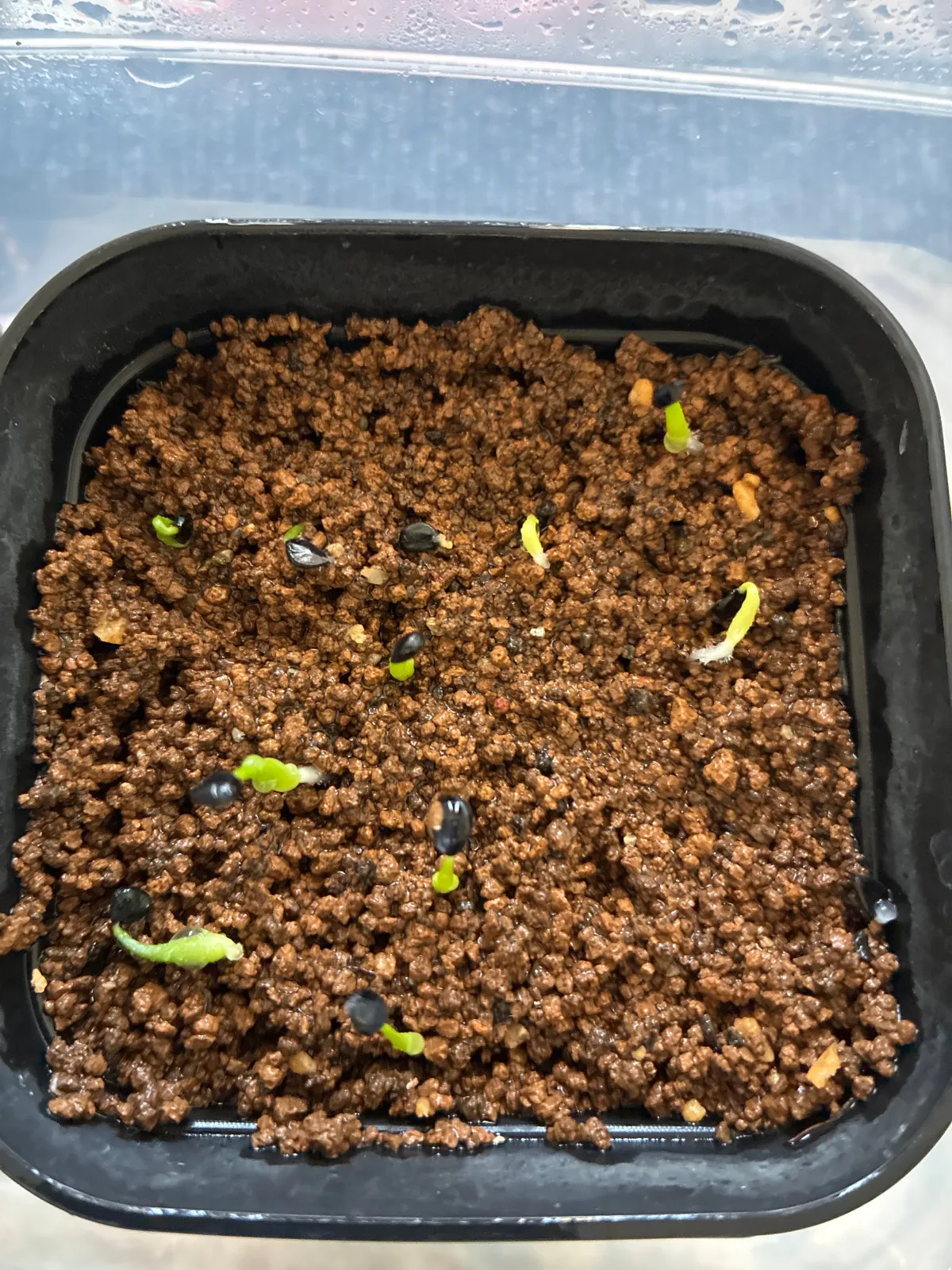 Agave utahensis var. eborispina (アガベ エボリスピナ)