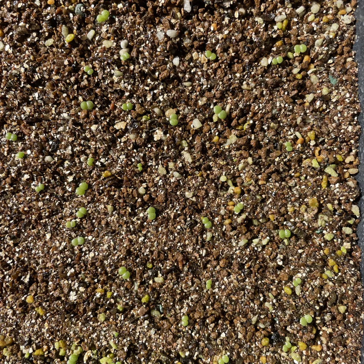 Tylecodon paniculatus (ティレコドン パニクラタス)