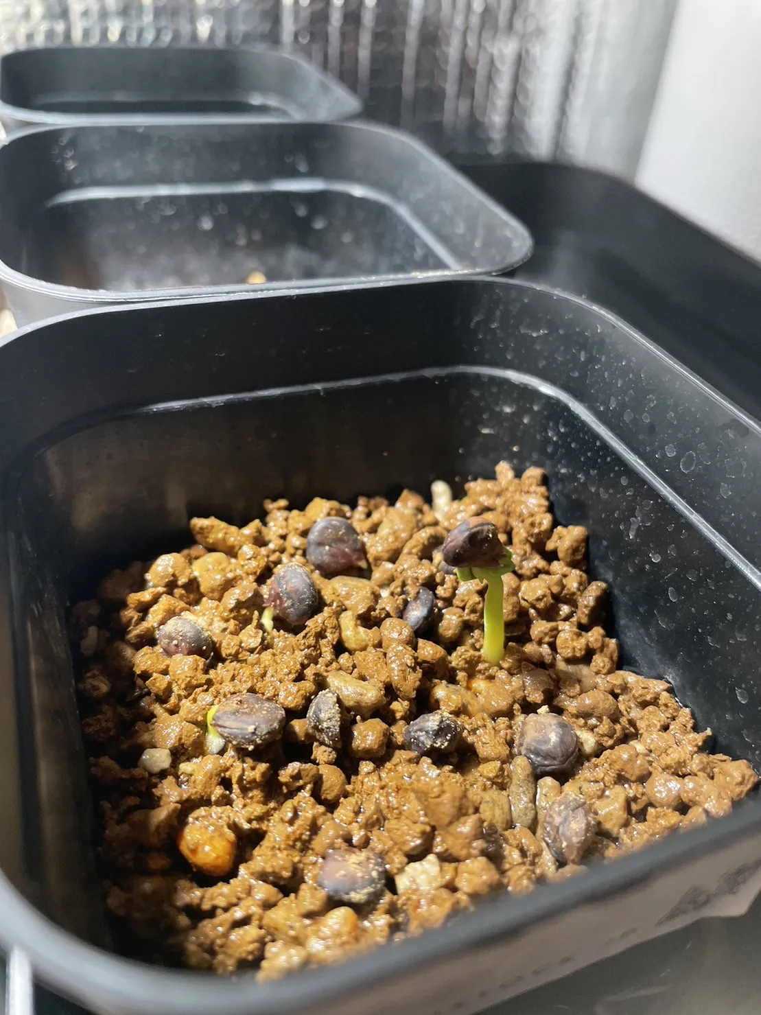 Senna singueana (センナ シンゲアナ)