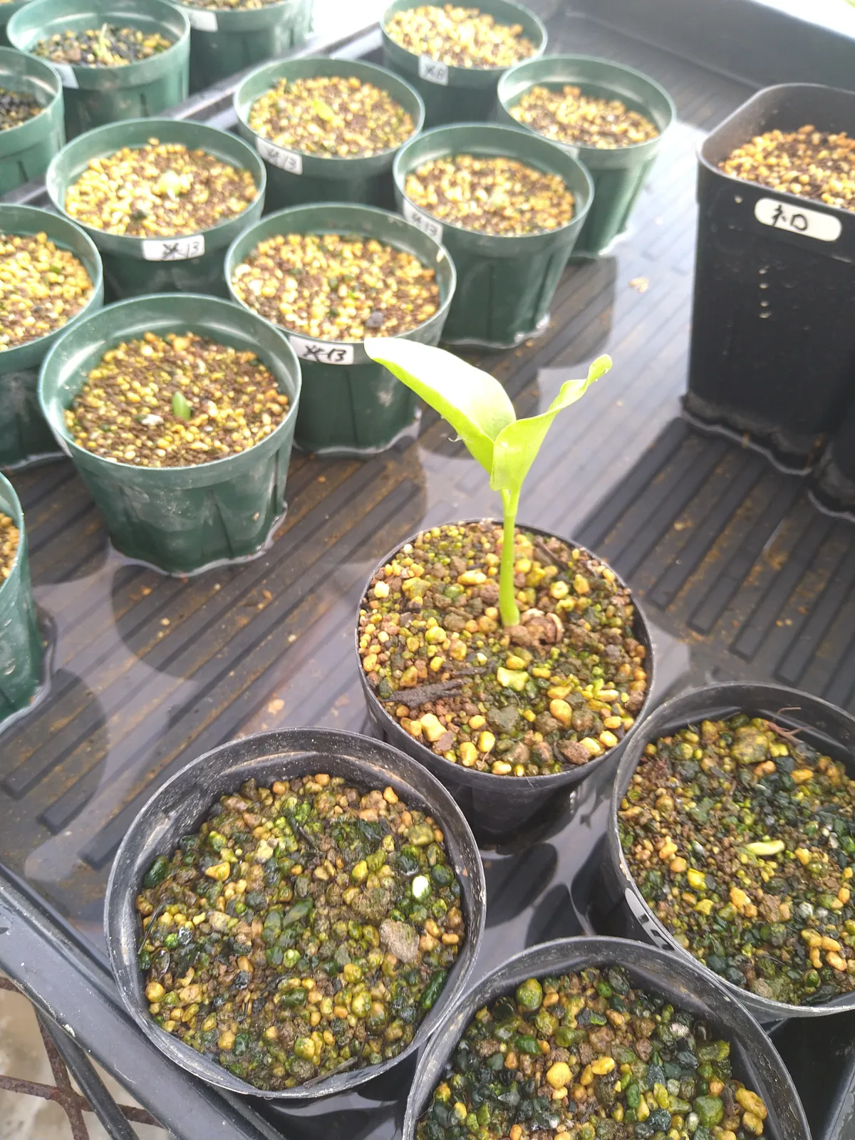 Cyphostemma laza var. parvifolia parvifolia (キフォステンマ パルビフォリア)