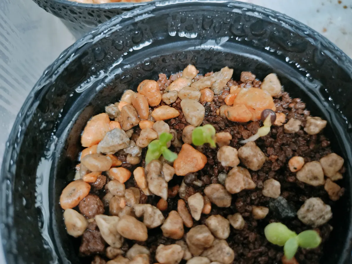 Euphorbia obesa subsp. obesa (ユーフォルビア オベサ)