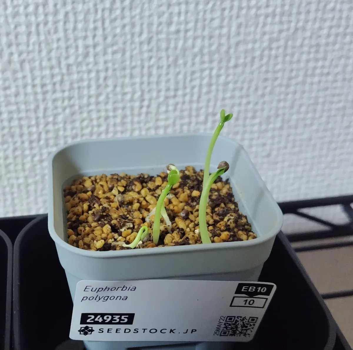 Euphorbia polygona (ユーフォルビア ポリゴナ)