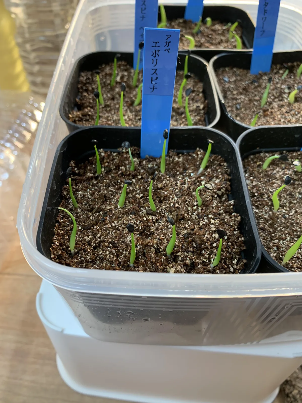 Agave utahensis var. eborispina (アガベ エボリスピナ)