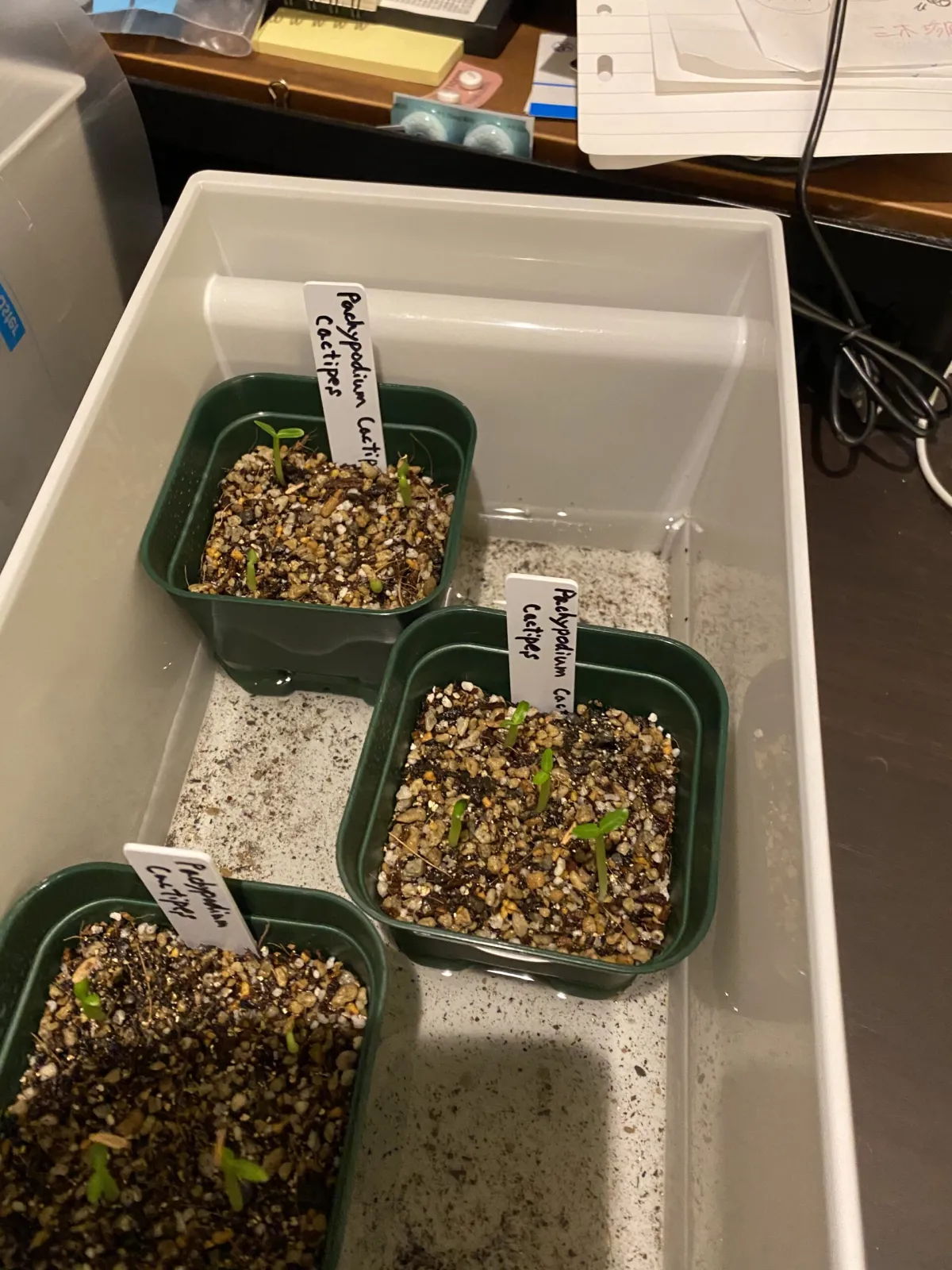 Pachypodium rosulatum ssp. cactipes (パキポディウム カクチペス)