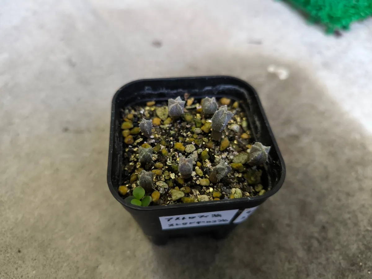 Astrophytum myriostigma var. strongylogonum (アストロフィツム ストロンギロゴナム)