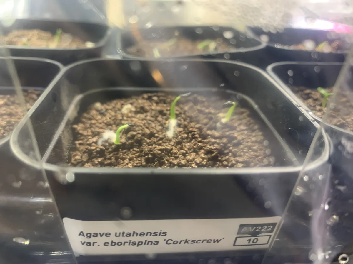 Agave utahensis var. eborispina 'Corkscrew' (アガベ ユタエンシスコークスクリュー)