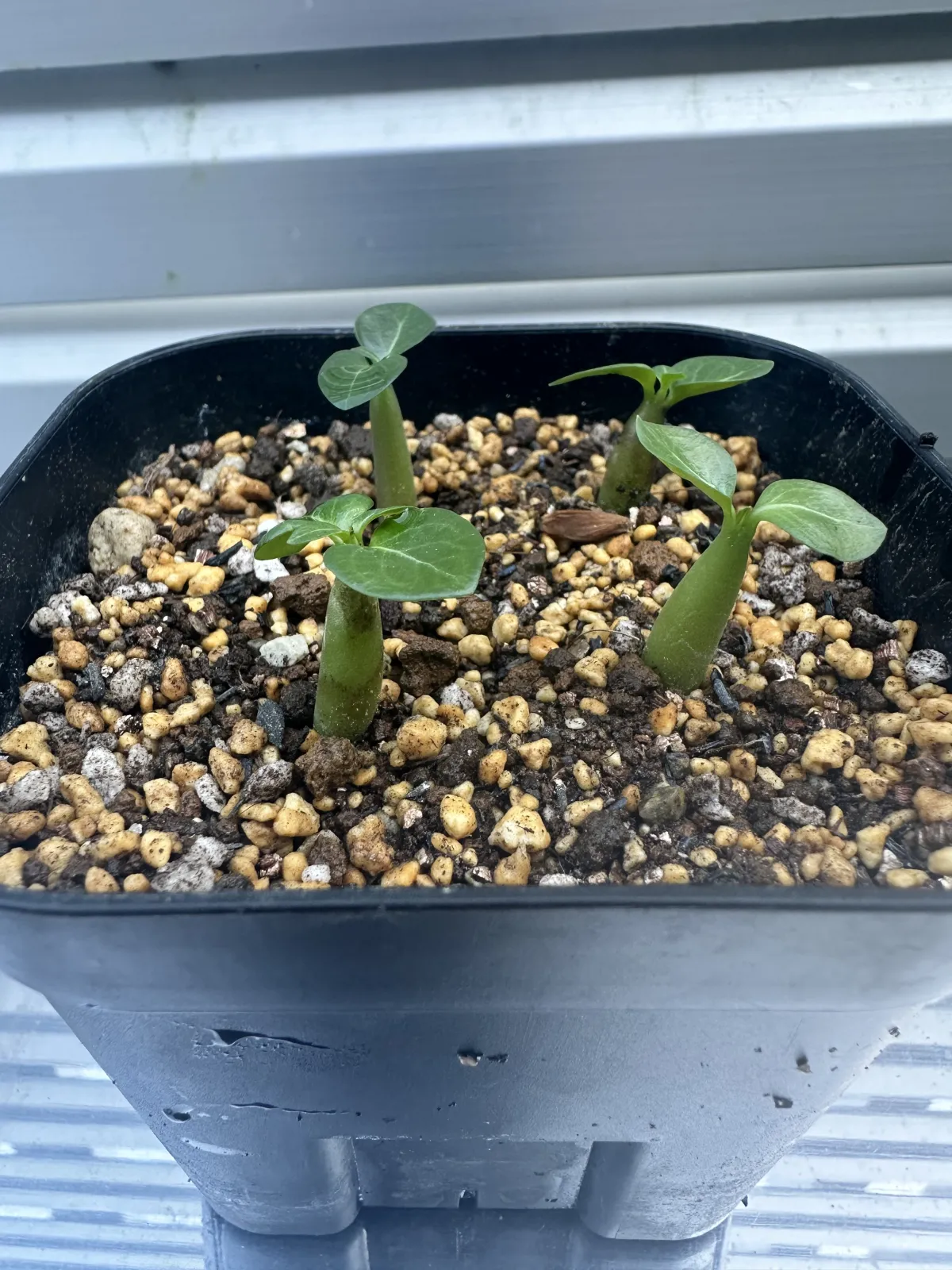 Adenium DHA PPL (アデニウム DHA PPL)