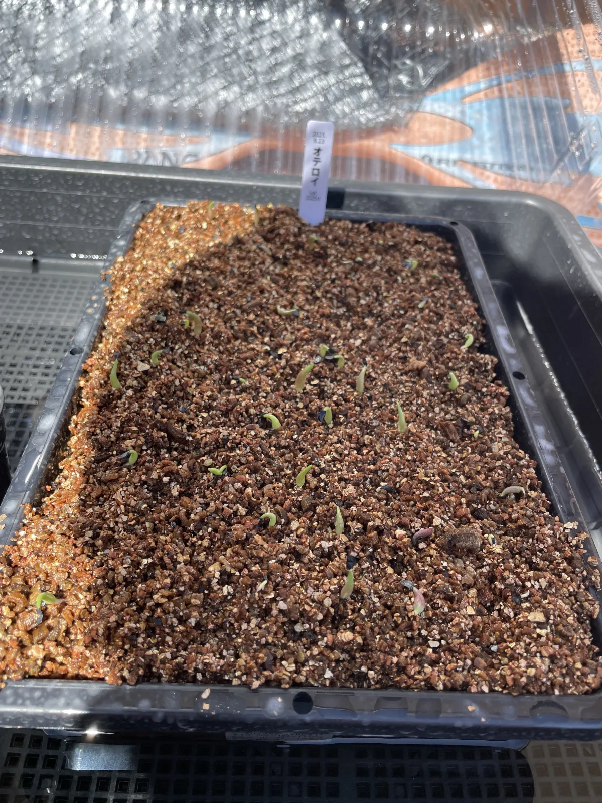 Agave oteroi (アガベ オテロイ)