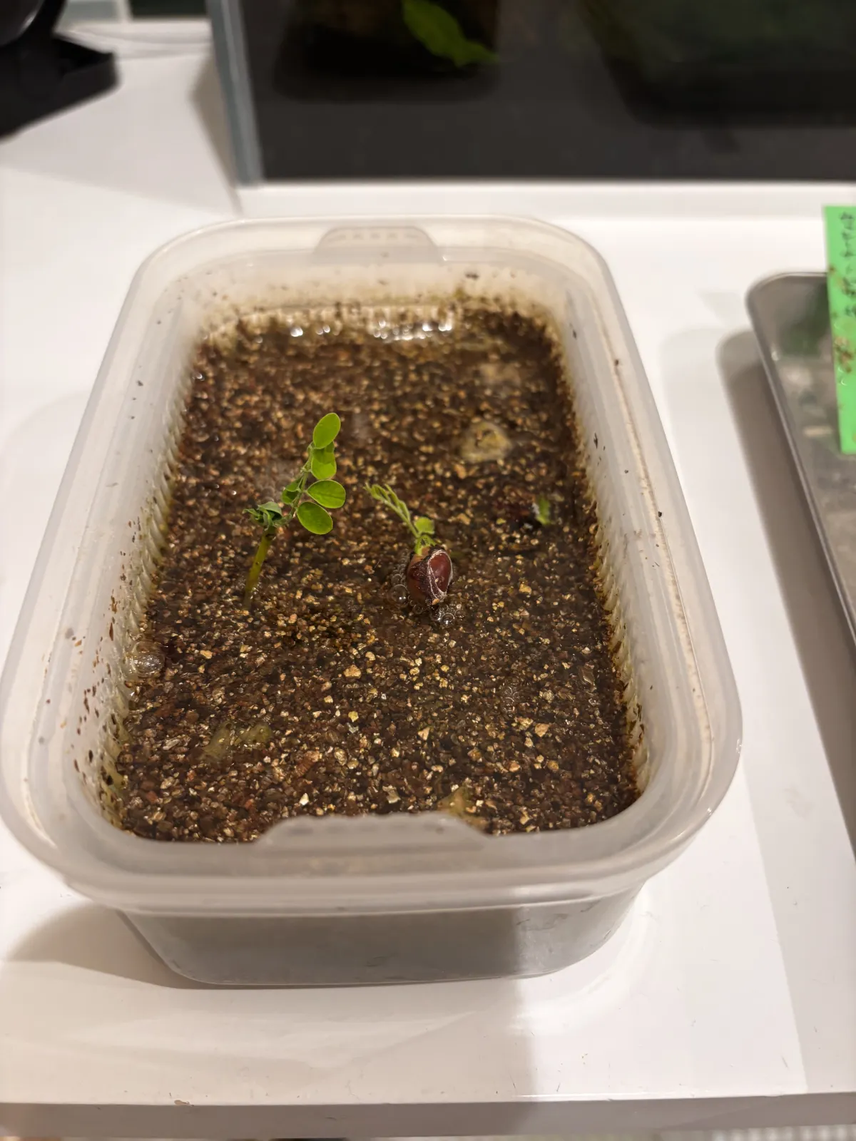 Cassia javanica ssp. nodosa (カッシア ノドサ)