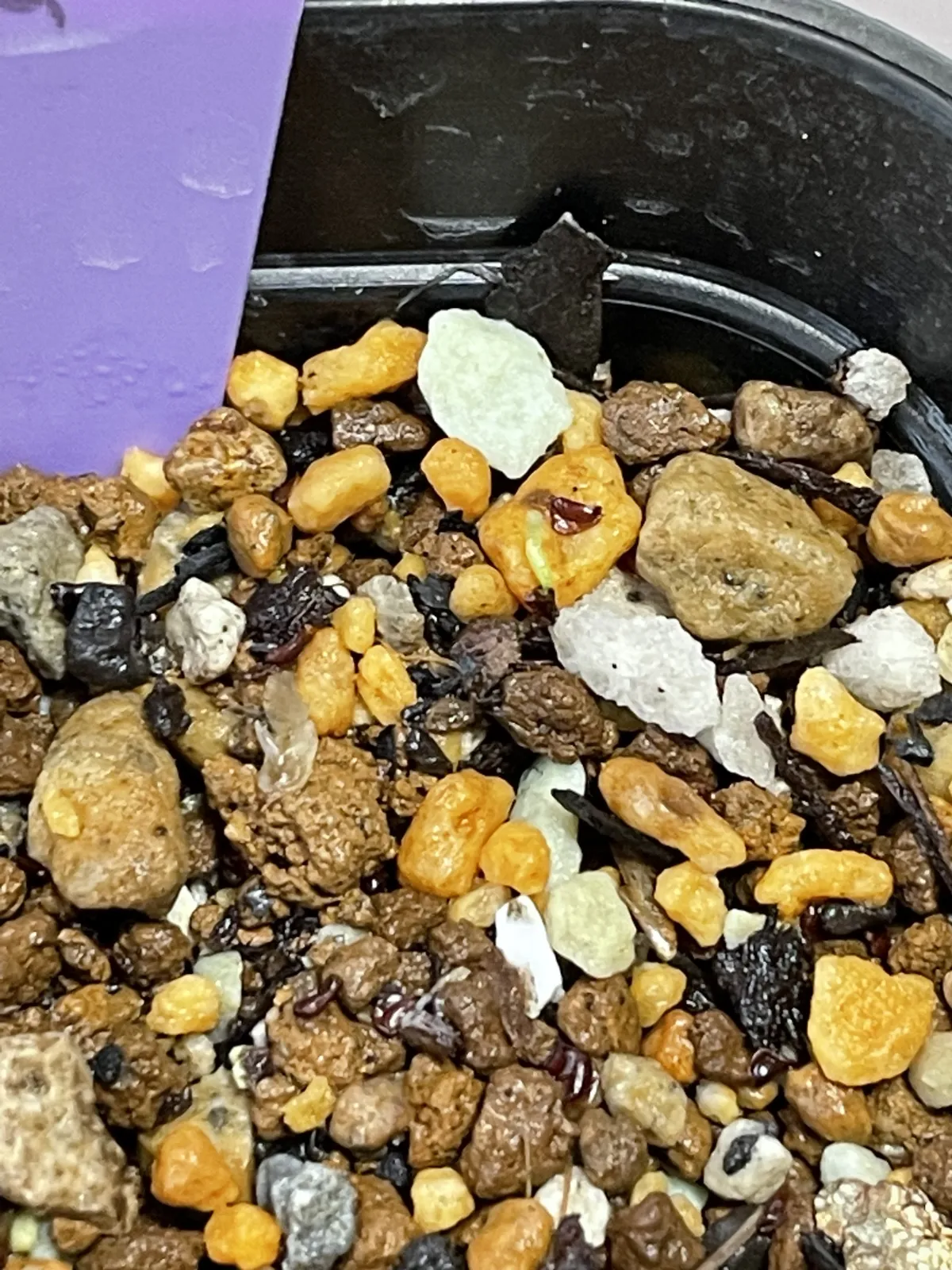 Lobelia bequaertii (ロベリア ベクアエルティ)