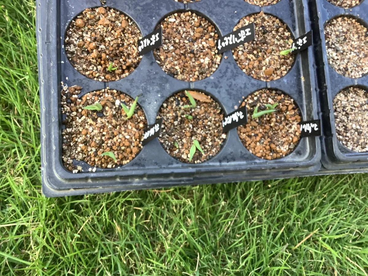 Agave mckelveyana (アガベ マッケルベヤナ)