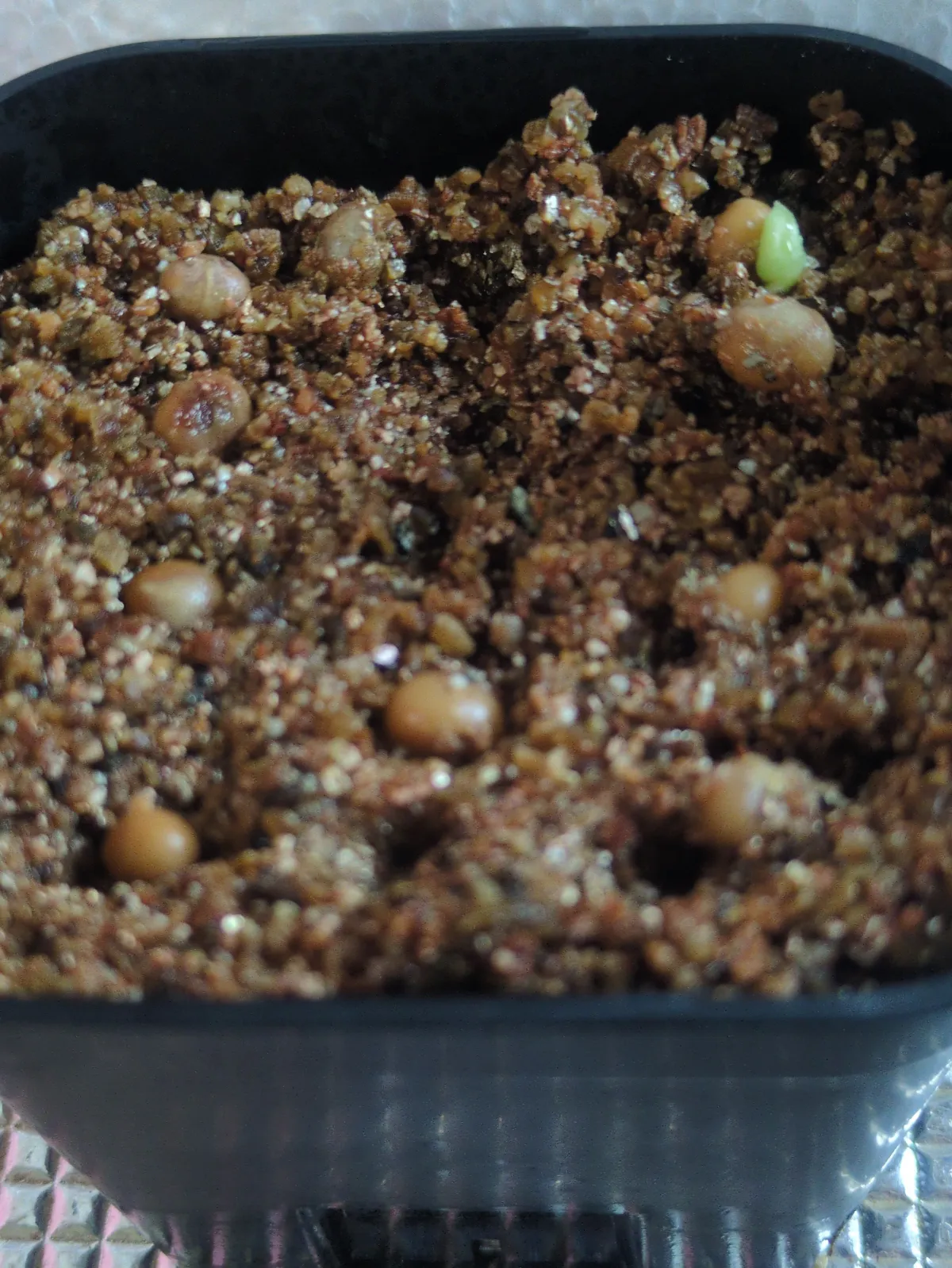 Dracaena hyacinthoides (ドラセナ ヒアシントイデス)