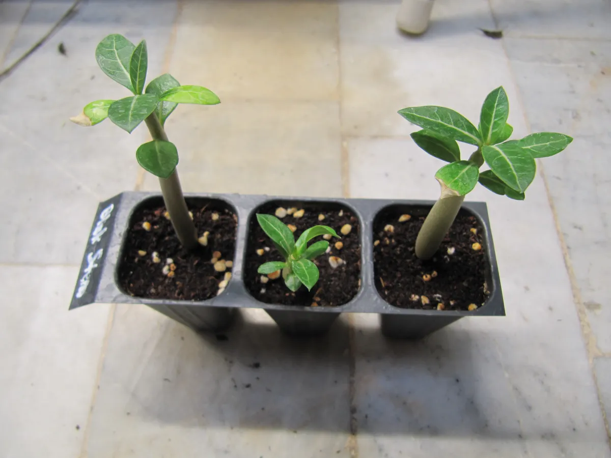 Adenium arabicum Black Stem (アデニウム アラビカム ブラックステム)