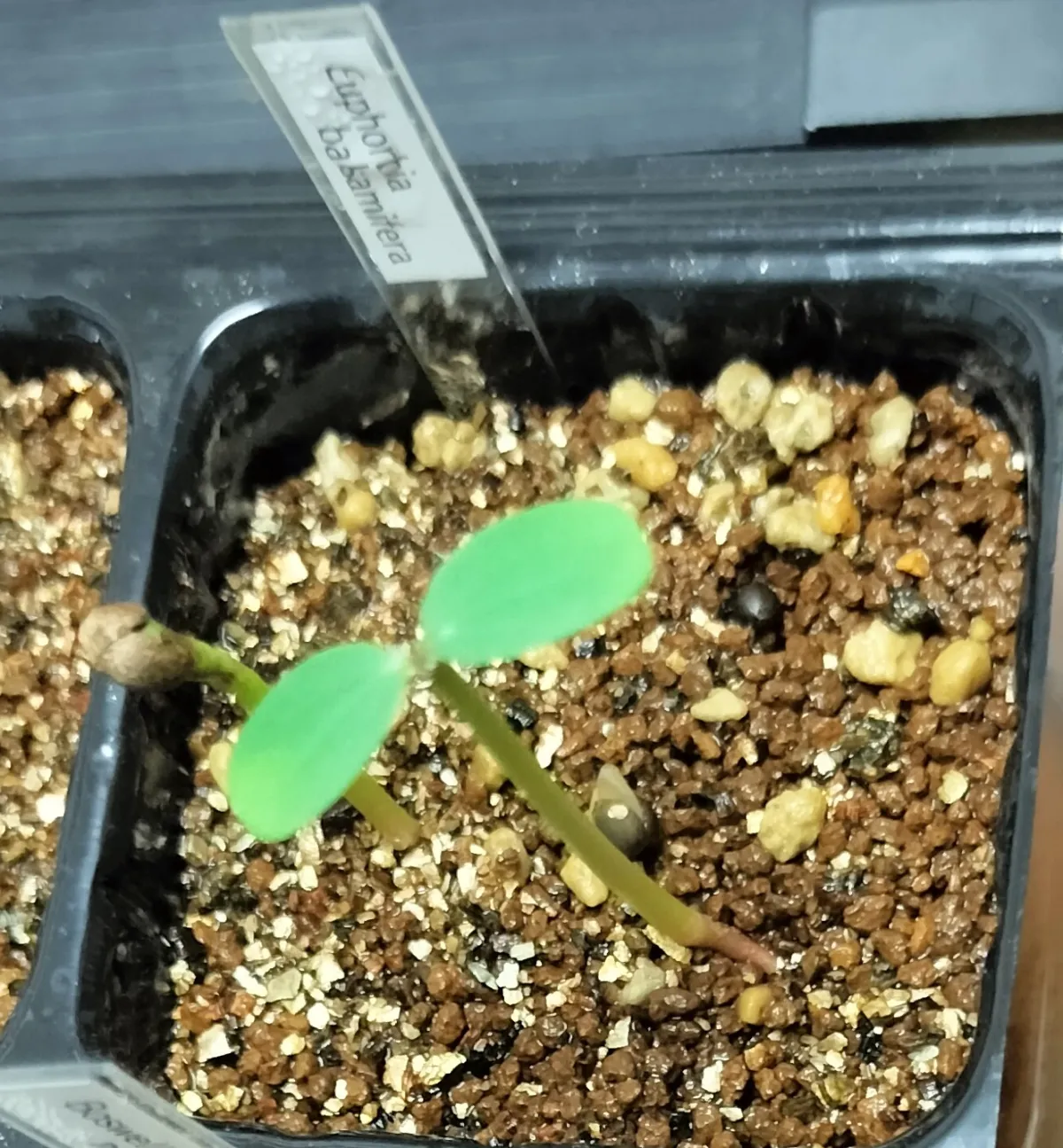 Euphorbia balsamifera (ユーフォルビア バルサミフェラ)