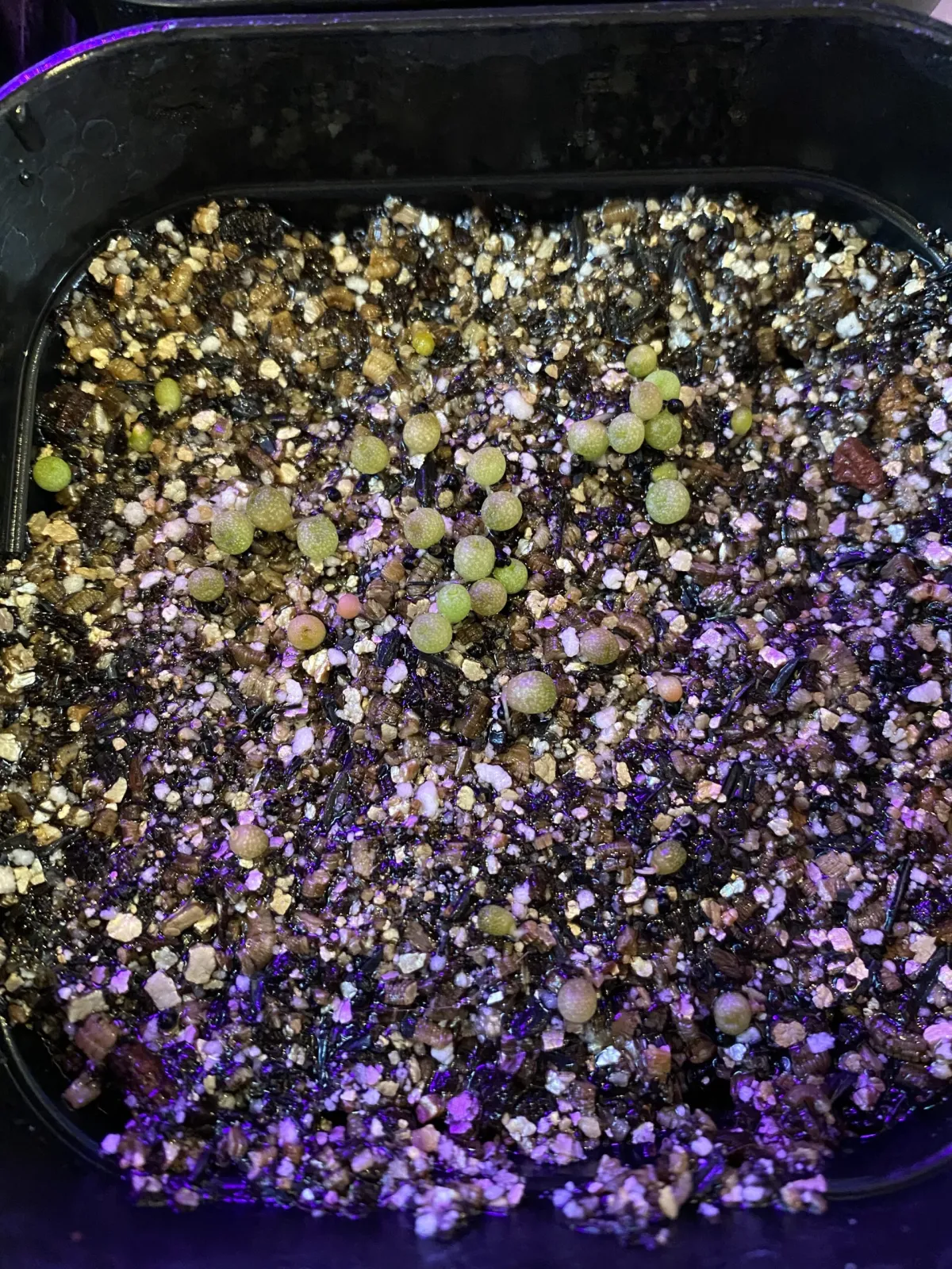 Lophophora diffusa (ロフォフォラ 翠冠玉)