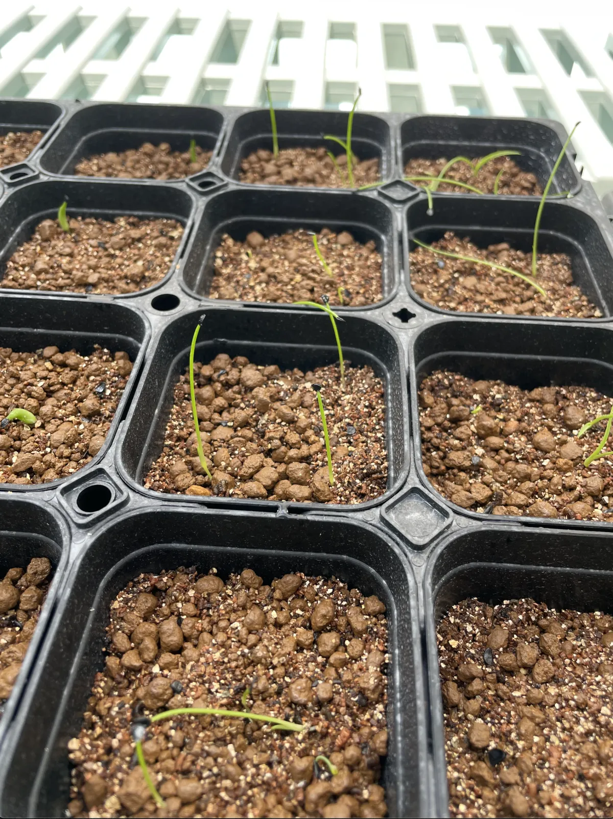 Agave attenuata (アガベ アテナータ 初緑)