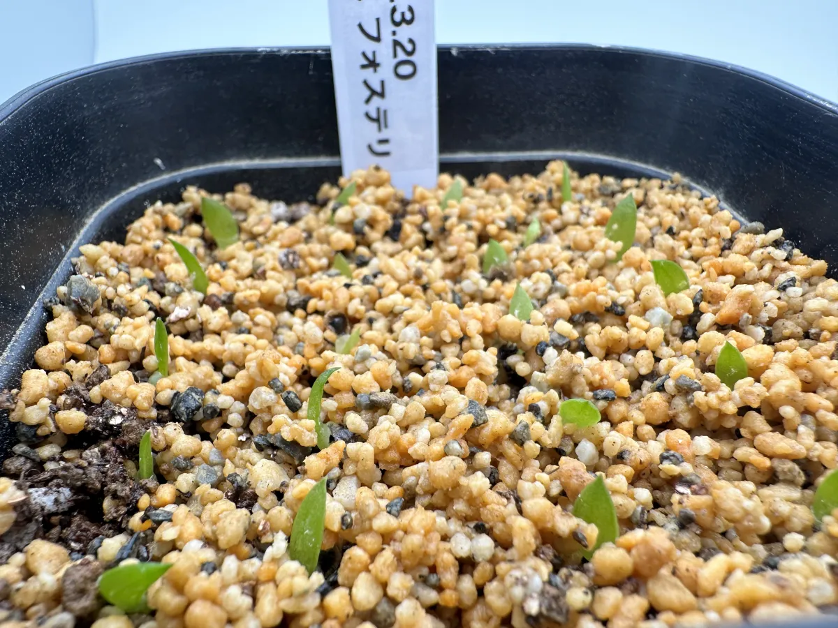 Aloe fosteri (アロエ フォステリ)