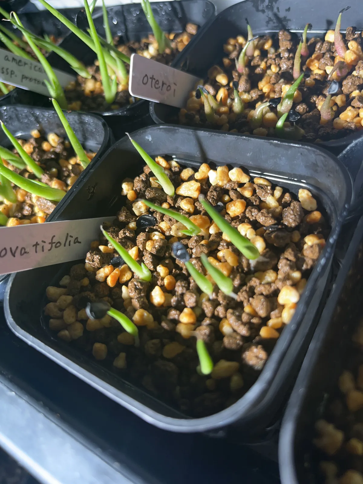 Agave ovatifolia (アガベ オバティフォリア)